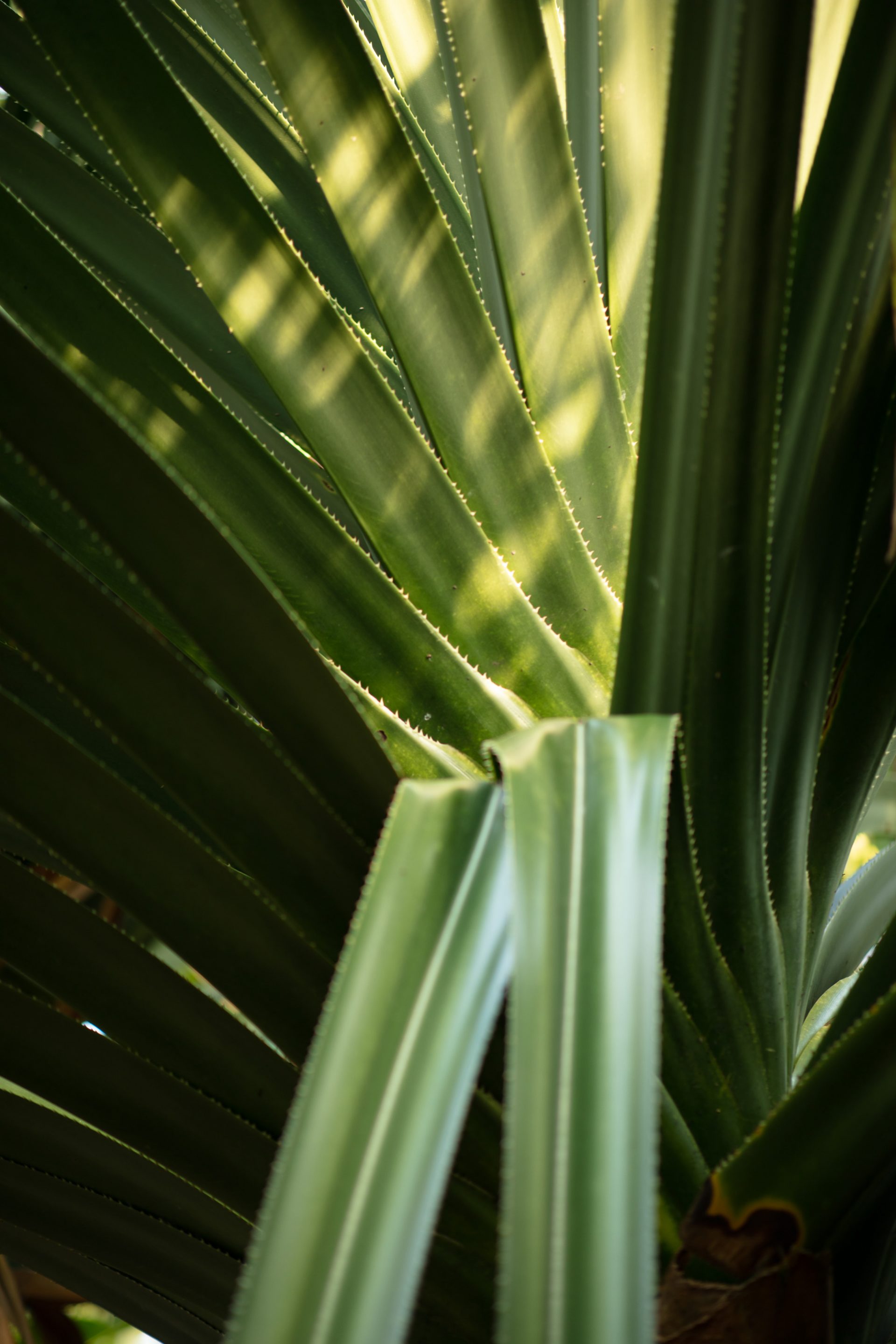 Nahaufnahme eines grossen Sukkulenten
