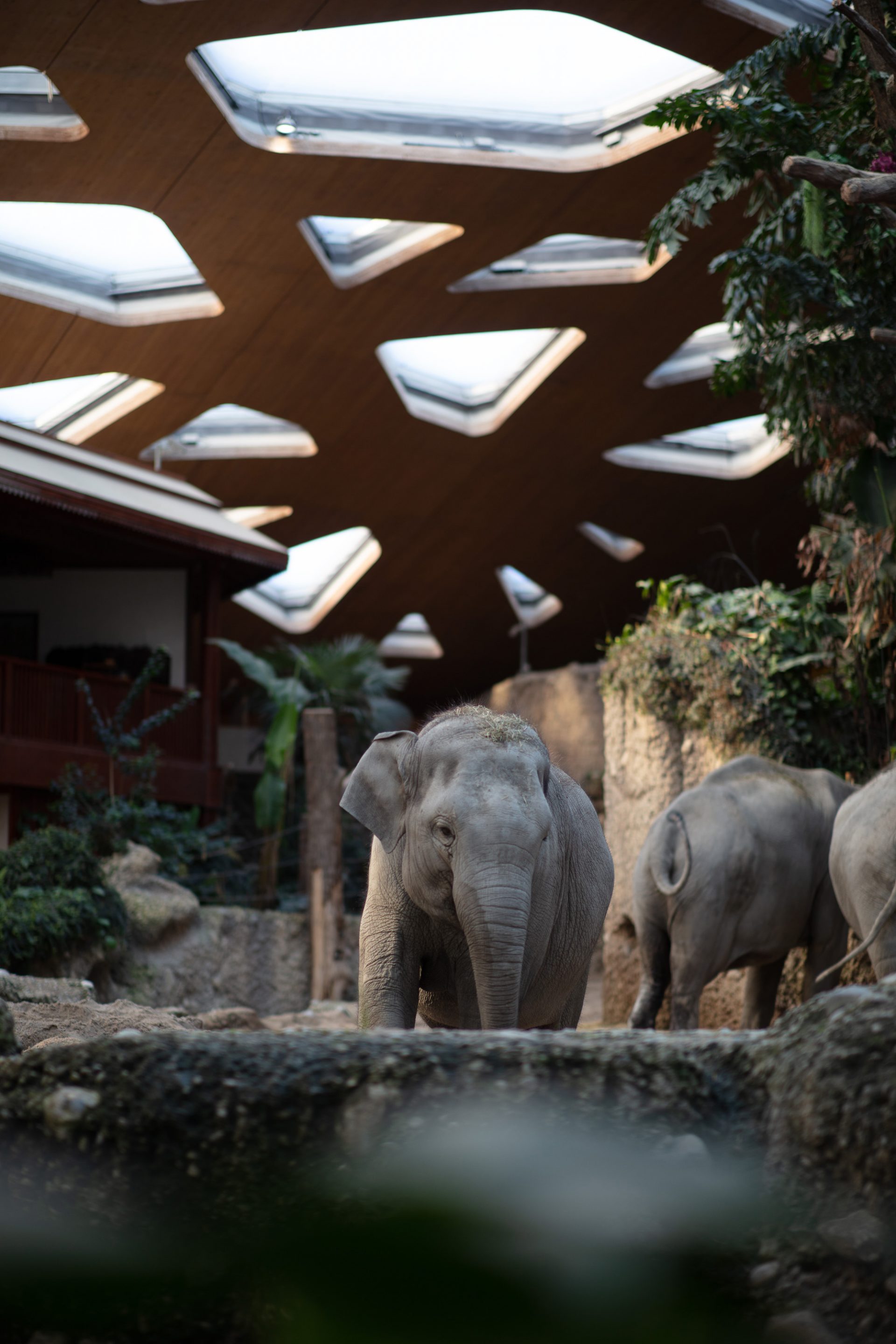 Ein Elefant im Indoor-Gehege blickt direkt in die Kamera