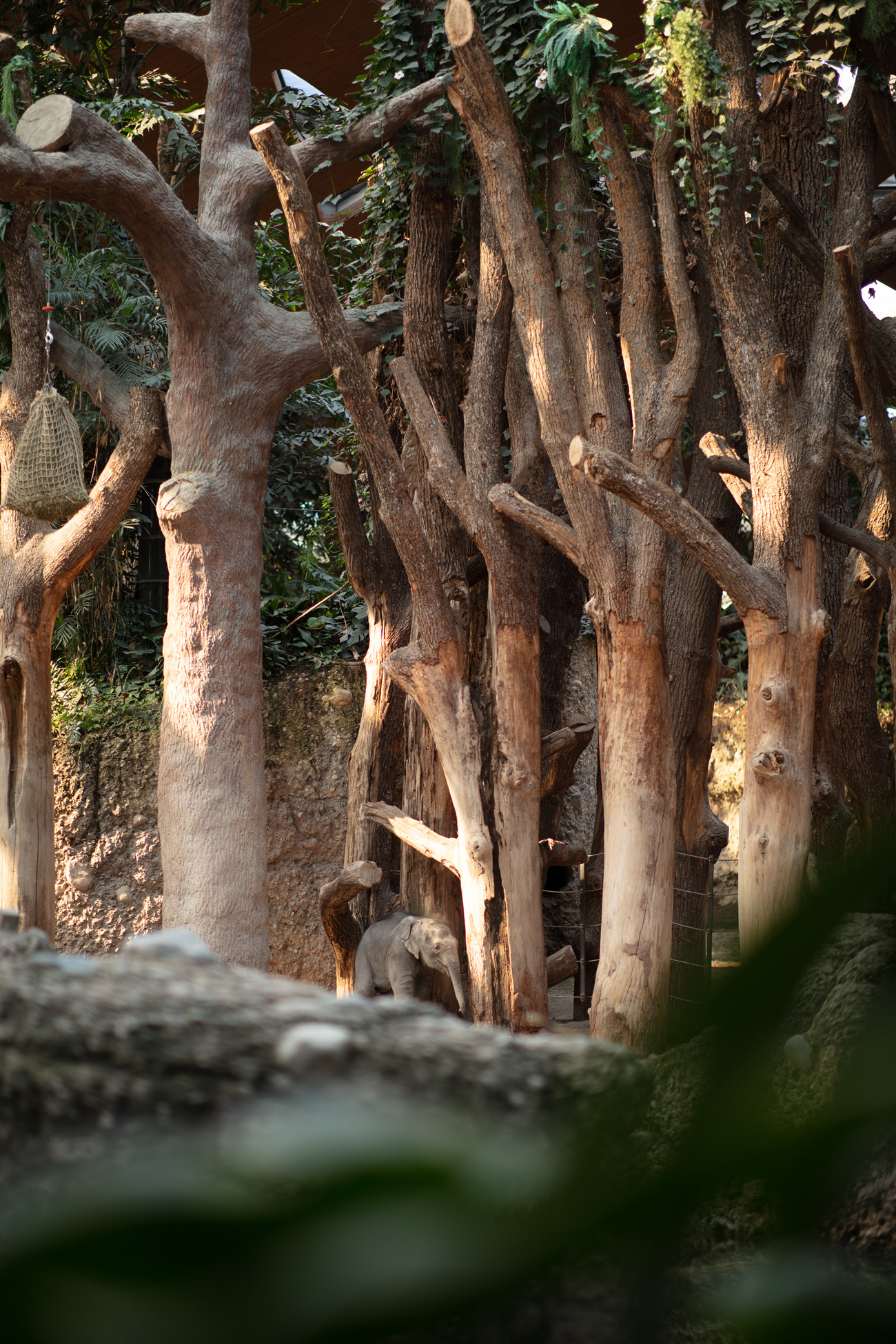 Der Baby-Elefant steht versteckt zwischen den Bäumen im Indoor-Gehege
