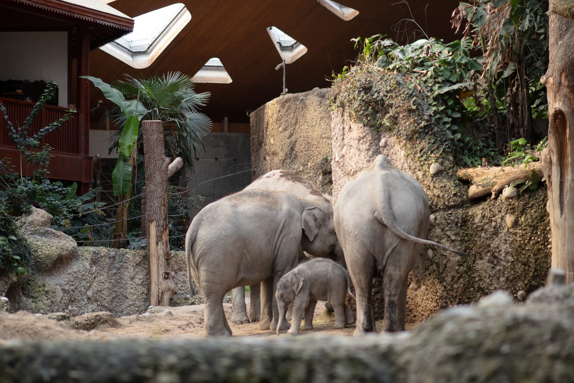 Zwei erwachsene Elefanten und ein Baby-Elefant im Indoor-Gehege