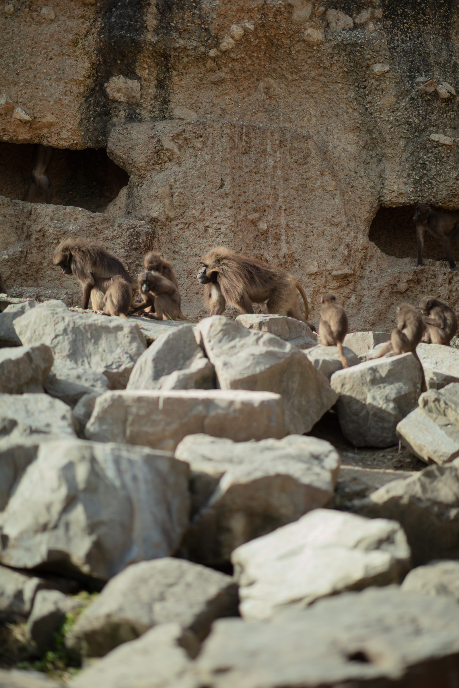 Eine Affenfamilie sitzt auf grossen Steinen
