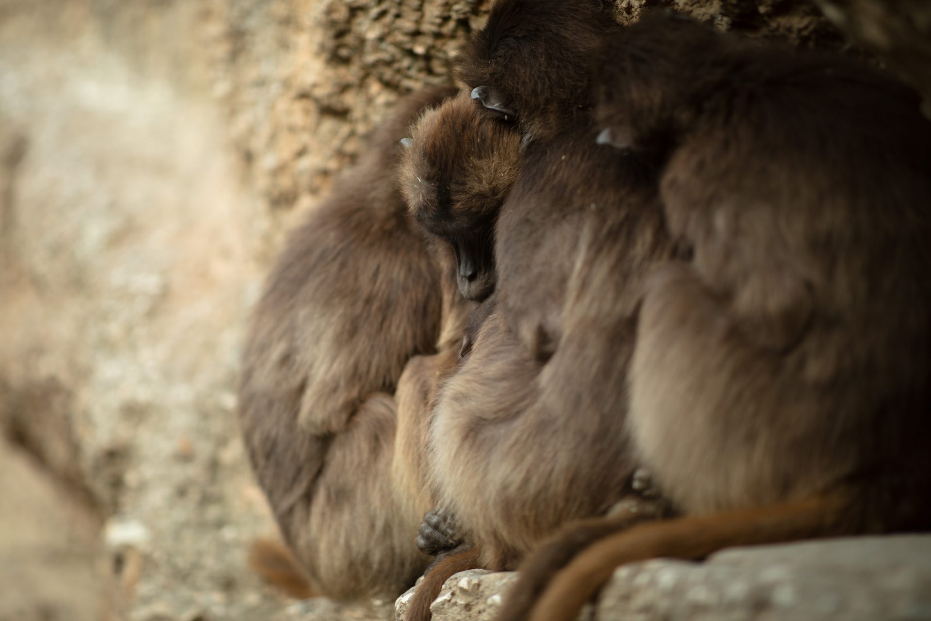 Drei Affen sitzen ganz nah beieinander auf einem Felsvorsprung