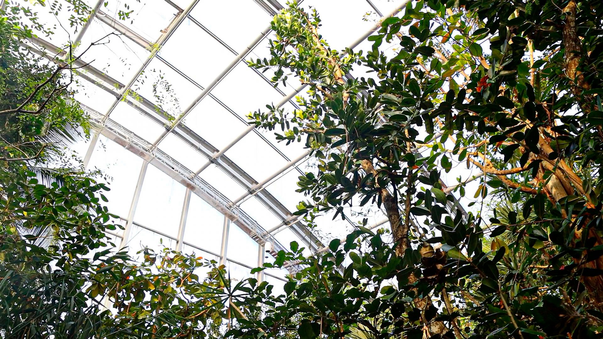 Saftig belaubte Äste vor der Glaskuppel der Masoalahalle