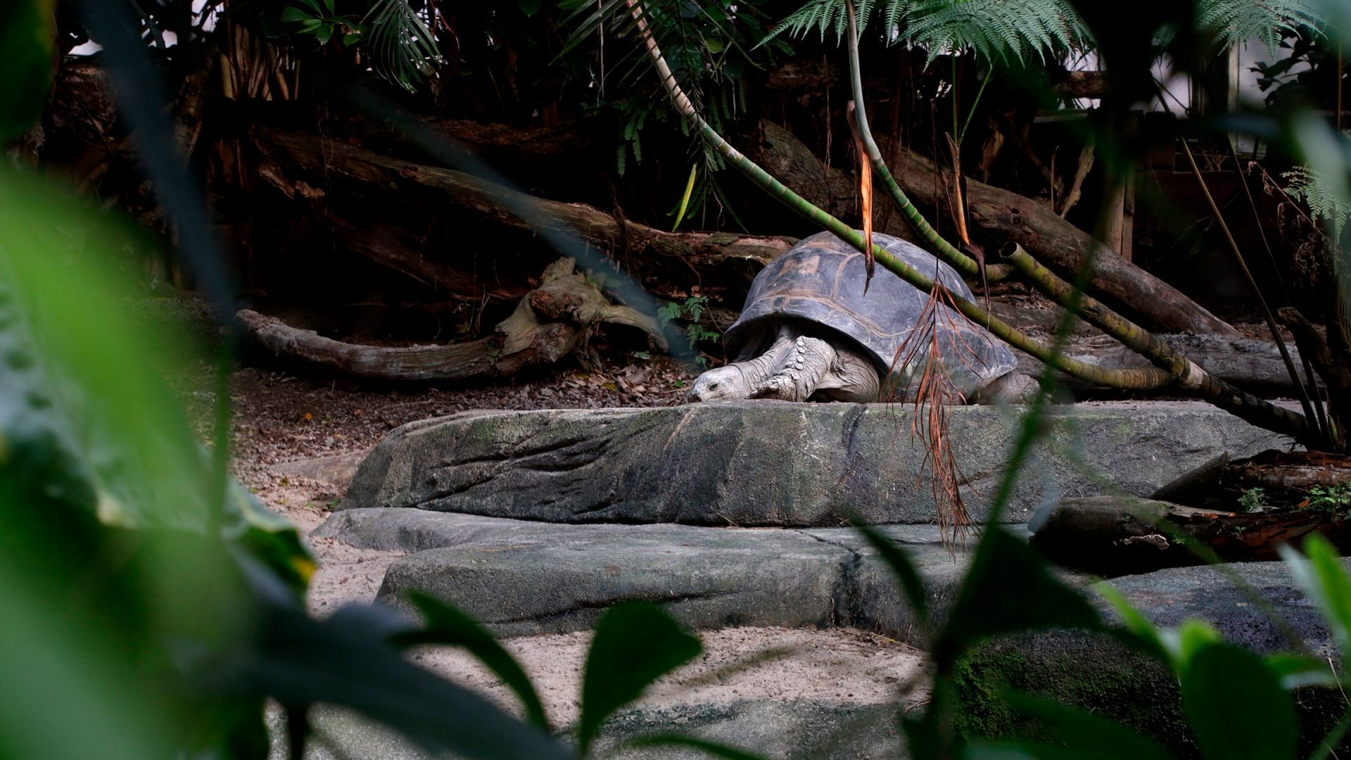 Eine grosse Landschildkröte liegt auf einem Stein