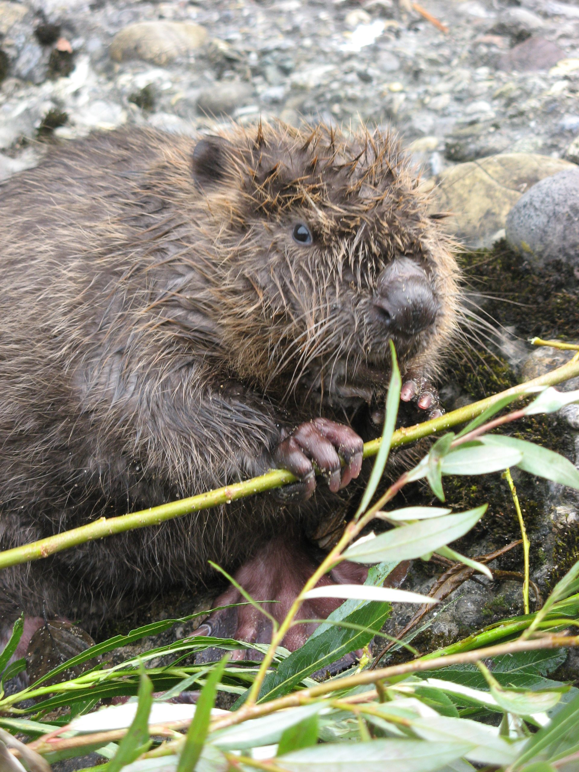 Junger Biber frisst an einem Ast am Ufer – ein Beispiel für Tiere in der Stadt Zürich und deren Bedeutung für die urbane Biodiversität.