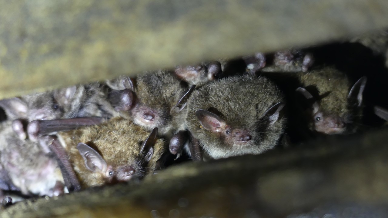 Gruppe von Wasserfledermäusen, eng beieinander ruhend – ein verborgenes Beispiel für Tiere in der Stadt Zürich und ihre Rolle in der Biodiversität.