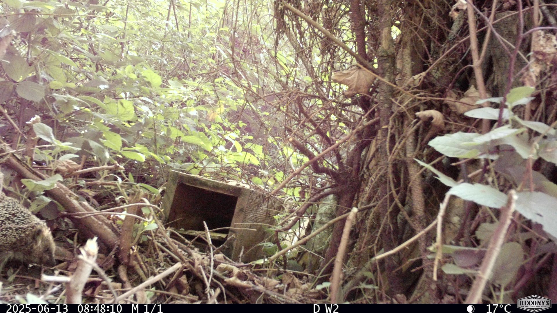 Igel bewegt sich durch dichtes Unterholz in Zürich – ein typisches urbanes Wildtier und wichtiger Bestandteil der Biodiversität in der Stadt.