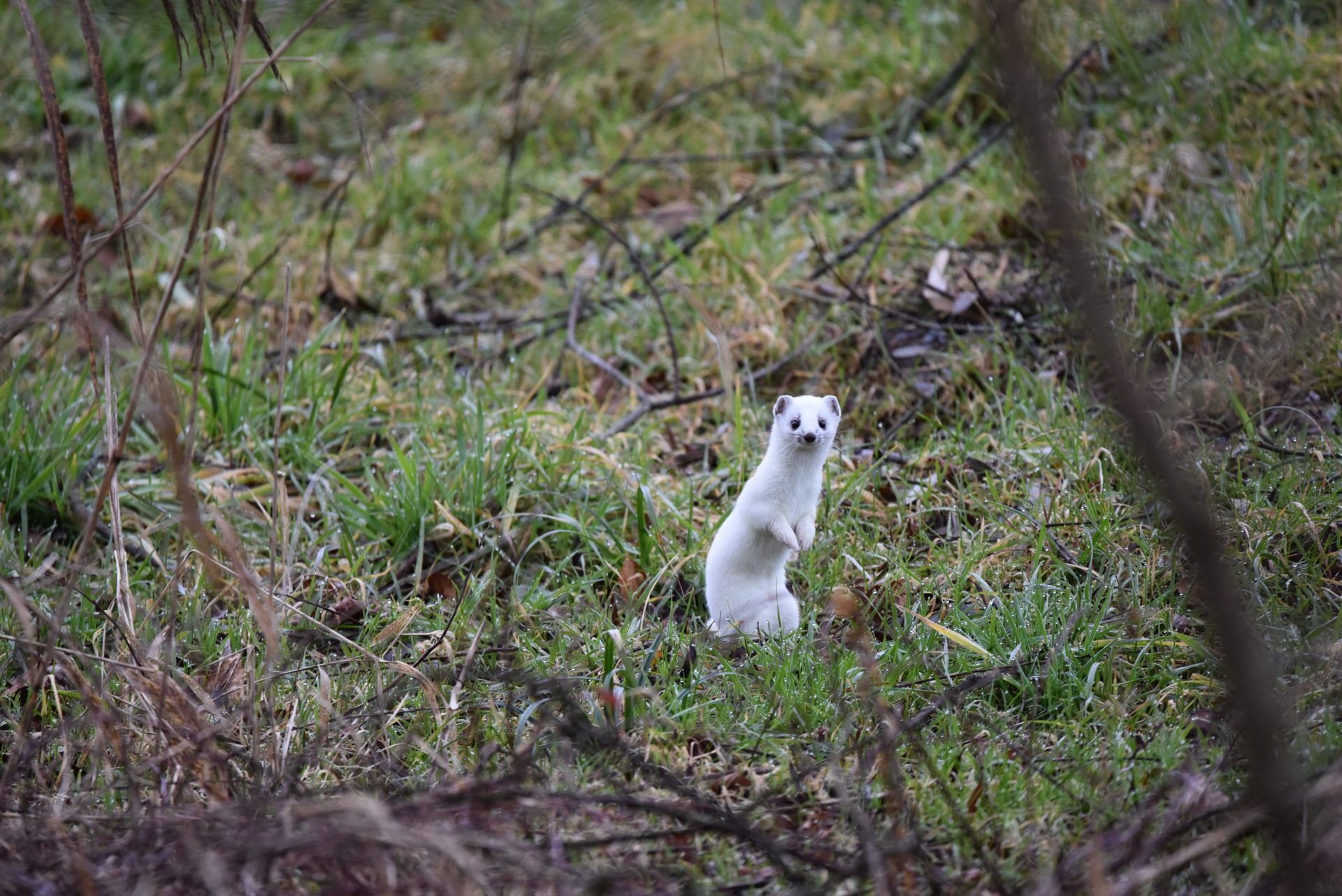 Hermelin im Winterfell steht aufmerksam im Gras – ein selten beobachtetes Tier in der Stadt Zürich, das zum Erhalt der Biodiversität beiträgt.