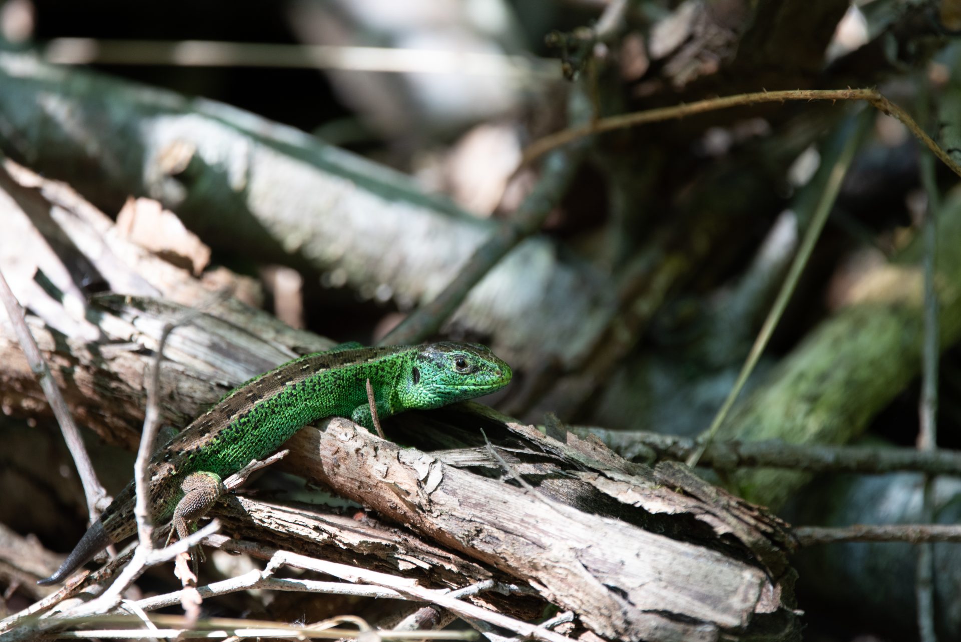 Männliche Zauneidechse mit Stummelschwanz sonnt sich auf Totholz – ein wichtiger Reptilienvertreter unter den Tieren in der Stadt Zürich und ein Indikator für Biodiversität.