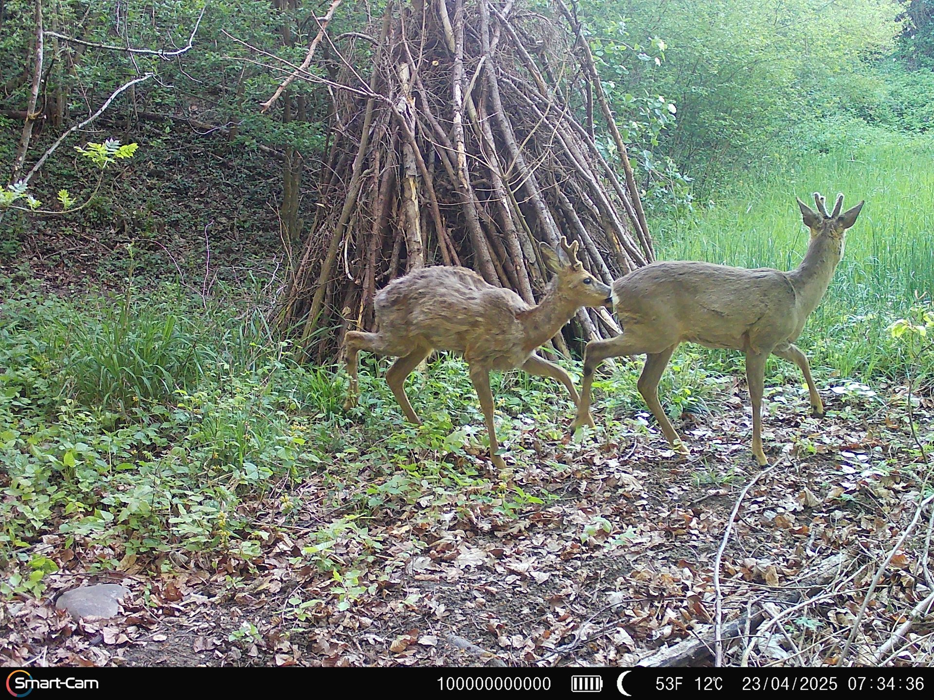 Zwei Rehböcke wandern durch ein Waldstück am Stadtrand von Zürich – ein natürlicher Teil der Tiere in der Stadt Zürich und ihrer Biodiversität.